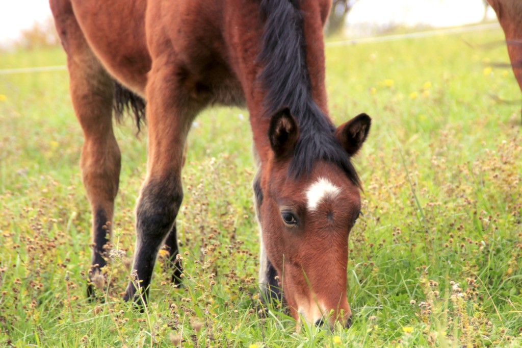 Phenn des Vinces Poulain Vercors de Barraquand À VENDRE