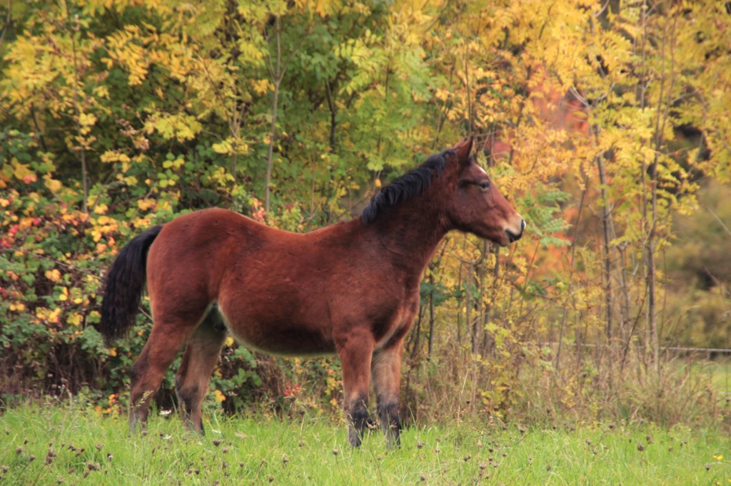 Phenn des Vinces Poulain Vercors de Barraquand À VENDRE