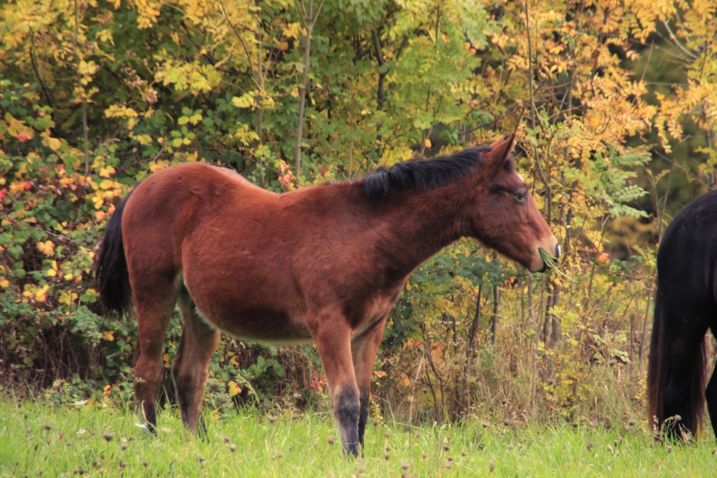 Phenn des Vinces Poulain Vercors de Barraquand À VENDRE