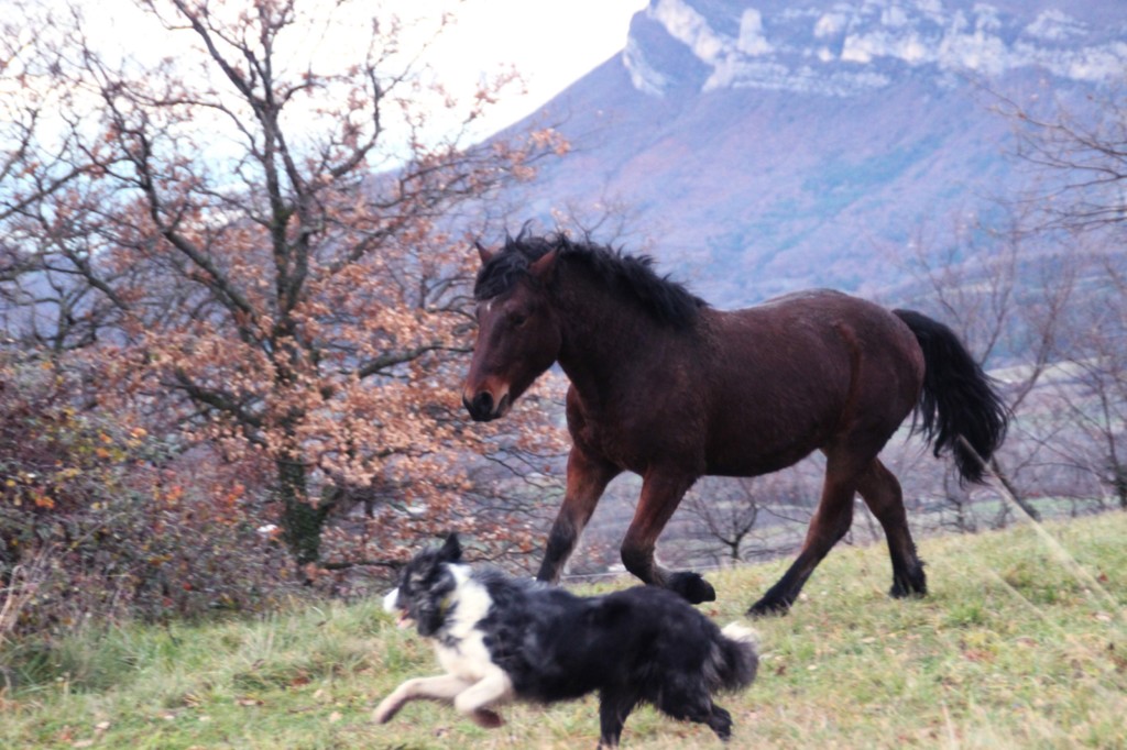 Oumino des Vinces Cheval Vercors de Barraquand A vendre