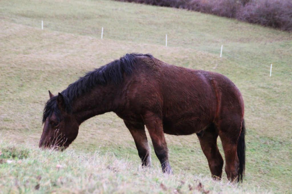 Oumino des Vinces Cheval Vercors de Barraquand A vendre