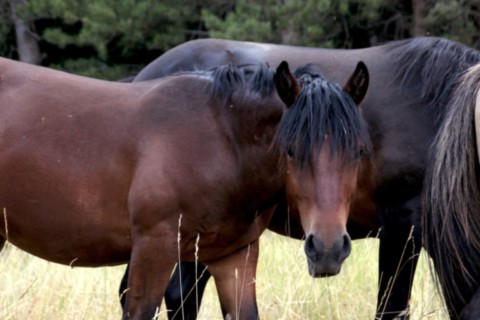Oumino des Vinces Cheval Vercors de Barraquand A vendre