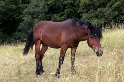 Oumino des Vinces Cheval Vercors de Barraquand A vendre