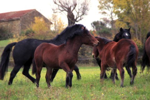 Pippin des Vinces Vercors de Barraquand À VENDRE