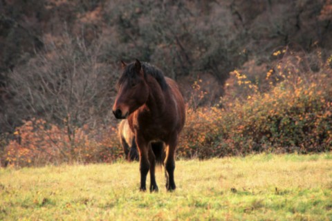 Oumino des Vinces Cheval Vercors de Barraquand A vendre