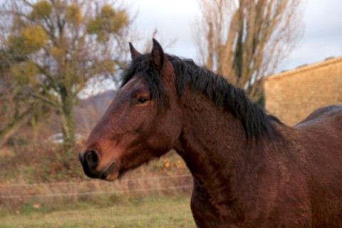 Oumino des Vinces Cheval Vercors de Barraquand A vendre